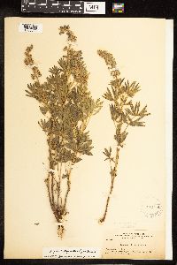 Lupinus leptostachyus image