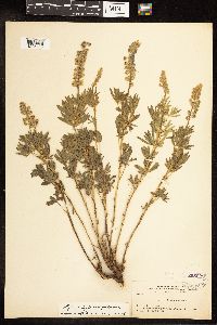 Lupinus leptostachyus image