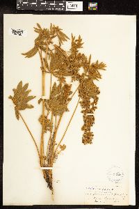 Thumbnail image of current specimen