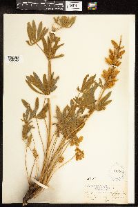 Lupinus leucophyllus image
