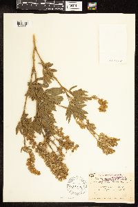 Thumbnail image of current specimen