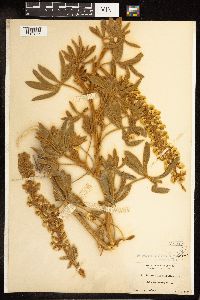 Thumbnail image of current specimen