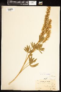 Lupinus leucophyllus image
