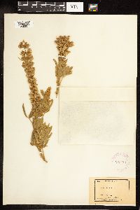 Thumbnail image of current specimen