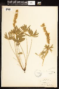 Thumbnail image of current specimen