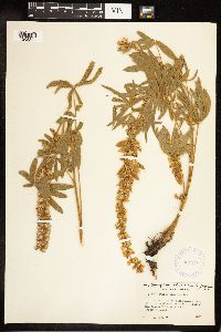 Lupinus leucophyllus image