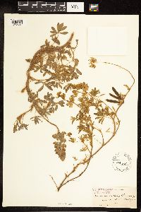 Thumbnail image of current specimen