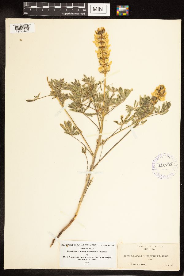 Lupinus luteolus image