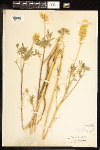 Lupinus luteolus image