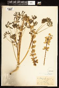 Lupinus luteolus image