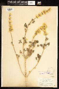 Lupinus luteolus image