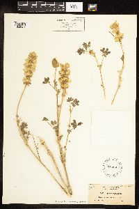 Lupinus luteolus image