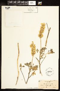 Lupinus luteolus image