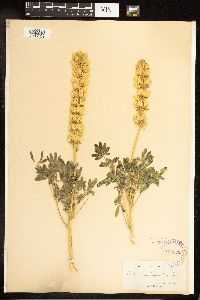 Lupinus luteolus image