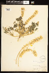 Lupinus luteolus image