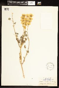 Lupinus luteolus image