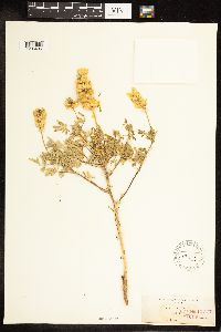 Lupinus luteolus image