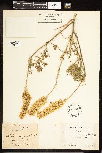 Lupinus luteolus image