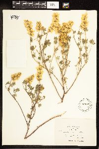 Lupinus luteolus image