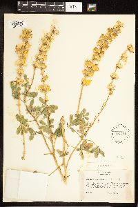 Lupinus luteolus image