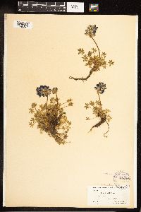 Thumbnail image of current specimen