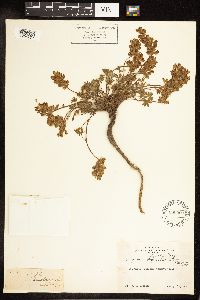 Thumbnail image of current specimen