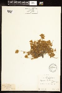 Thumbnail image of current specimen