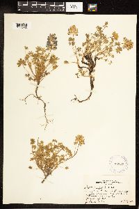 Thumbnail image of current specimen