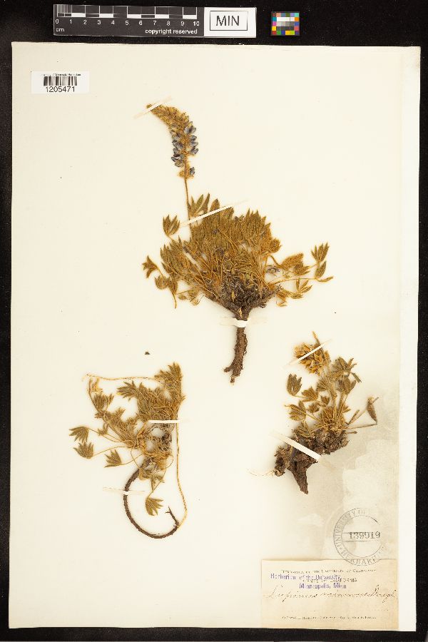 Lupinus minimus image