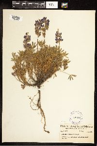 Lupinus minimus image