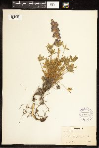 Lupinus minimus image
