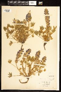 Lupinus minimus image