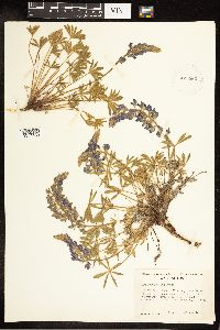 Lupinus minimus image