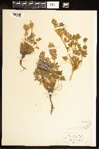 Lupinus minimus image