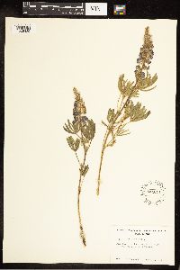 Lupinus argenteus image