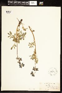 Lupinus nanus image