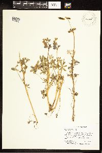 Lupinus nanus image