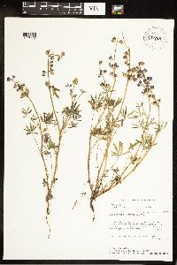Lupinus nanus image