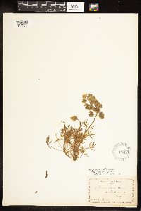 Lupinus nanus image