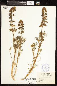Lupinus nanus image