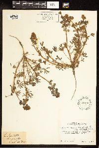 Thumbnail image of current specimen
