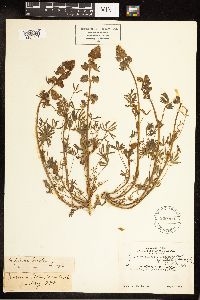 Lupinus nanus image