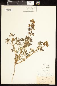 Lupinus nanus image