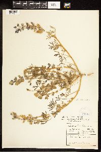 Lupinus nanus image