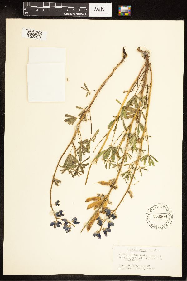 Lupinus nanus subsp. nanus image