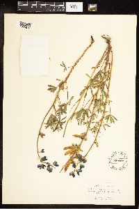 Lupinus nanus image