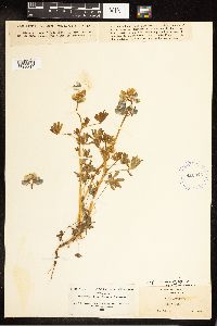 Lupinus nanus image
