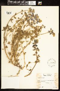 Lupinus nanus image