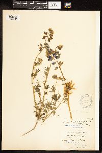 Lupinus nanus image