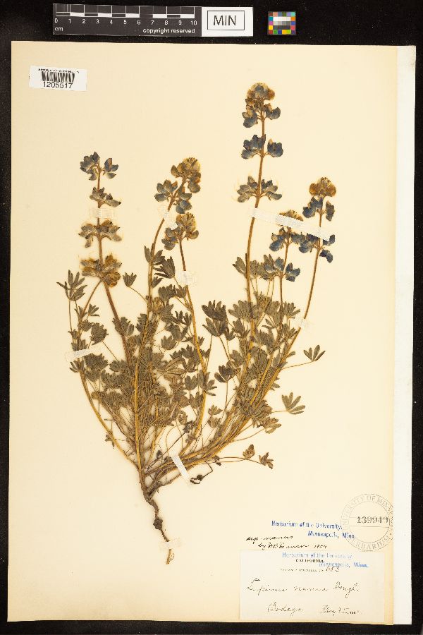 Lupinus nanus image